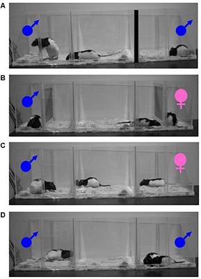 “What a Girl Wants”: What Can We Learn From Animal Models of Female Sexual Motivation?
